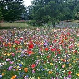 Graines de fleurs sauvages