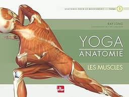 Yoga anatomie – Les muscles