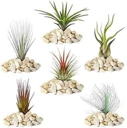 Mélange Réel de 5 Plantes Tillandsia