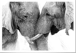 Poster Éléphant Couple