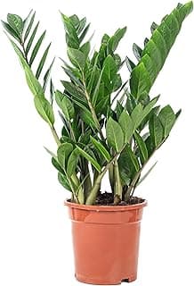 Plante ZZ