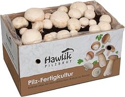 Hawlik Pilzbrut - Grand kit de culture de champignons blancs