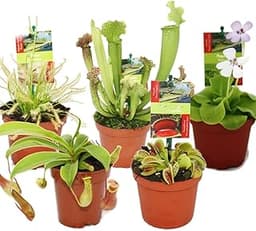 Kit plantes carnivores Exotenherz