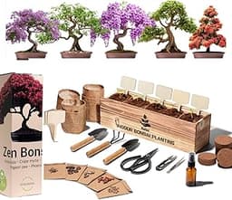 Kit Bonsaï Complet – 5 plantes