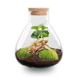 Terrarium Sammie DIY