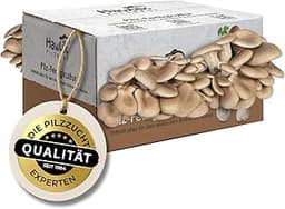 Kit pleurotes Hawlik