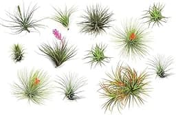 Tillandsia – Set de 12