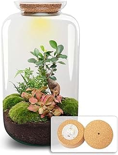 Kit DIY Terrarium Bonsaï Sven