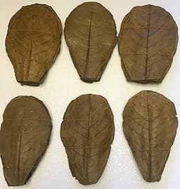 Lot de 100 feuilles de catappa