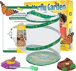 Kit d'élevage de papillons - Insect Lore