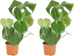 Monstera Deliciosa (lot de 2)