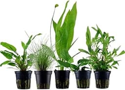 Lot de 5 plantes d’aquarium pour débutants