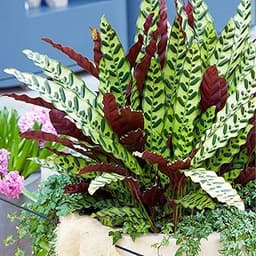 Calathea Lancifolia