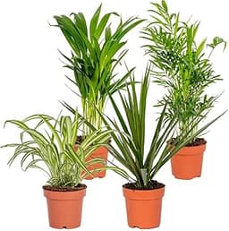 Lot de 4 plantes dépolluantes