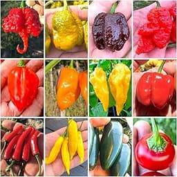 120 graines de piments chili