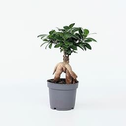 Bonsaï Ficus Ginseng