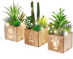 Plantes succulentes LED