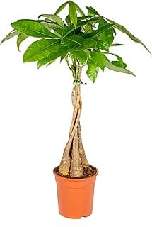 Bloomique - Pachira Aquatica