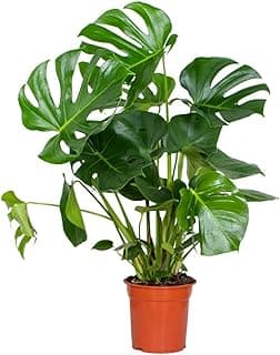 Monstera Deliciosa