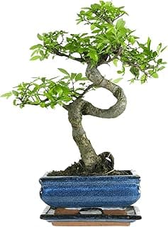Bonsaï Orme de Chine