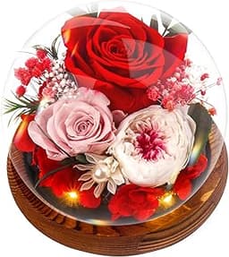 Touloube Rose Eternelle sous Cloche