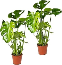 Monstera Deliciosa x2