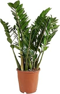 Zamioculcas Bloomique