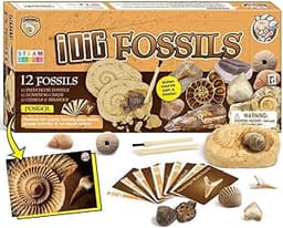 Kit de fouilles fossiles