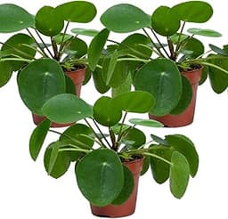 Lot de 3 Pilea Peperomioides