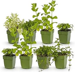 GreenboutiQ Kit Herbes à thé vivaces